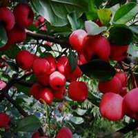 唯美好看海棠树微信头像图片