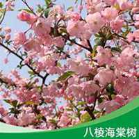 唯美好看海棠树微信头像图片