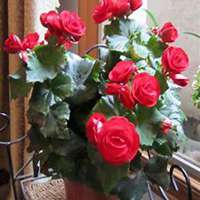 唯美好看海棠树微信头像图片