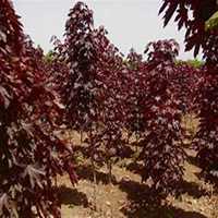 唯美好看海棠树微信头像图片