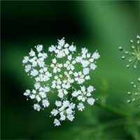 唯美好看满天星微信头像