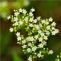 唯美好看满天星微信头像