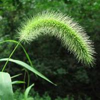 唯美好看狗尾巴草微信头像