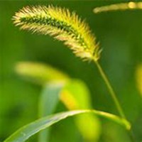 唯美好看狗尾巴草微信头像