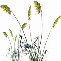 唯美好看狗尾巴草微信头像