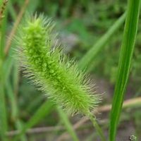 唯美好看狗尾巴草微信头像