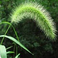 唯美好看狗尾巴草微信头像