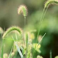 唯美好看狗尾巴草微信头像