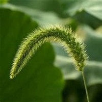 唯美好看狗尾巴草微信头像