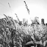 唯美好看狗尾巴草微信头像