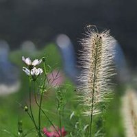 唯美好看狗尾巴草微信头像