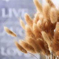 唯美好看狗尾巴草微信头像