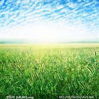 唯美好看狗尾巴草微信头像