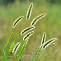 唯美好看狗尾巴草微信头像