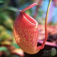 唯美好看猪笼草微信头像