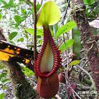 唯美好看猪笼草微信头像