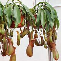 唯美好看猪笼草微信头像