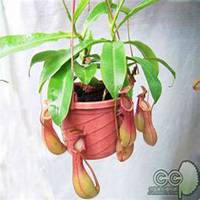 唯美好看猪笼草微信头像