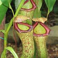 唯美好看猪笼草微信头像