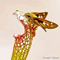 唯美好看猪笼草微信头像