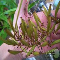 唯美好看猪笼草微信头像