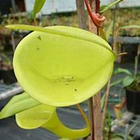 唯美好看猪笼草微信头像