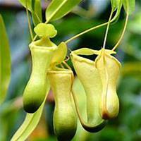 唯美好看猪笼草微信头像