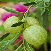 唯美好看猪笼草微信头像