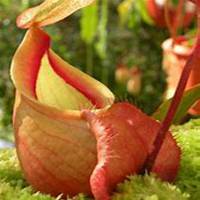 唯美好看猪笼草微信头像