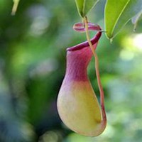 唯美好看猪笼草微信头像