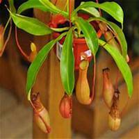 唯美好看猪笼草微信头像