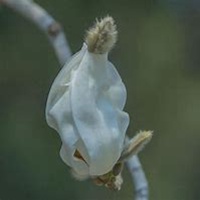 唯美好看玉兰花微信头像