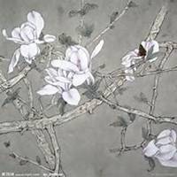 唯美好看玉兰花微信头像