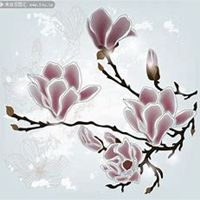 唯美好看玉兰花微信头像