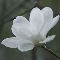 唯美好看玉兰花微信头像