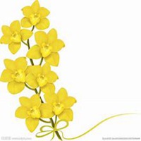 唯美好看玉兰花微信头像