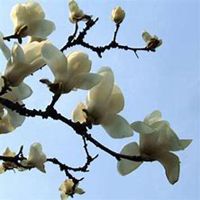 唯美好看玉兰花微信头像