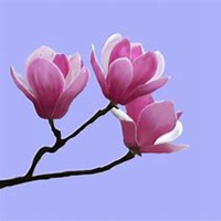 唯美好看玉兰花微信头像