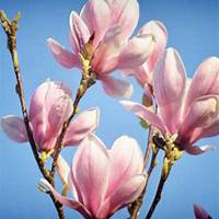 唯美好看玉兰花微信头像