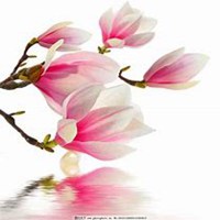 唯美好看玉兰花微信头像