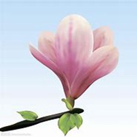 唯美好看玉兰花微信头像