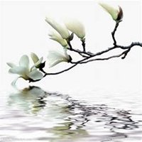 唯美好看玉兰花微信头像