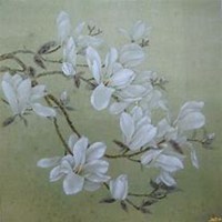 唯美好看玉兰花微信头像