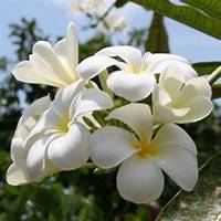 唯美好看玉兰花微信头像