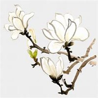 唯美好看玉兰花微信头像