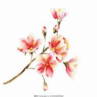 唯美好看玉兰花微信头像