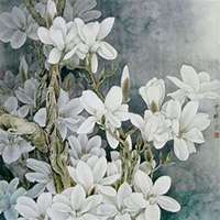 唯美好看玉兰花微信头像