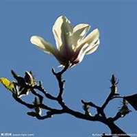 唯美好看玉兰花微信头像