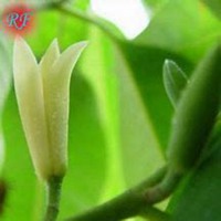 唯美好看白兰花微信头像