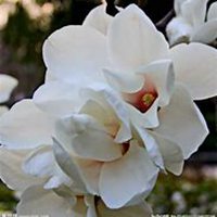 唯美好看白兰花微信头像